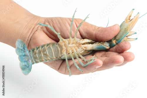 Blue crayfish ,Live lobster in hand on white background