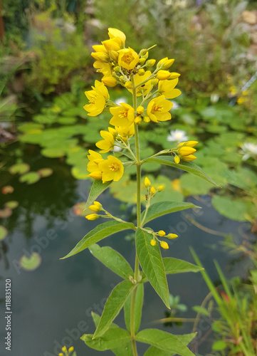 Gilbweiderich, Lysimachia, vulgaris, Felberich photo