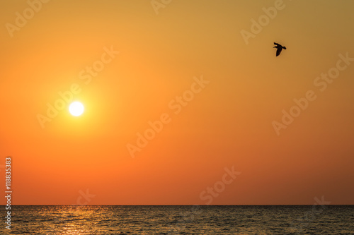 Dramatic sunrise with flying bird in the sky