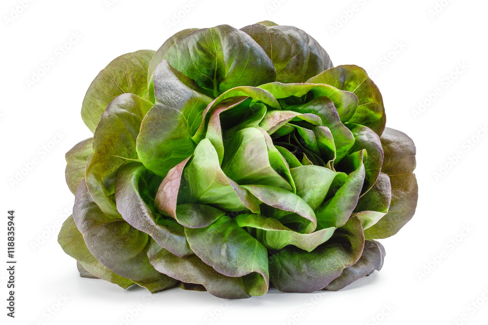 Obraz premium the green salad isolated on white