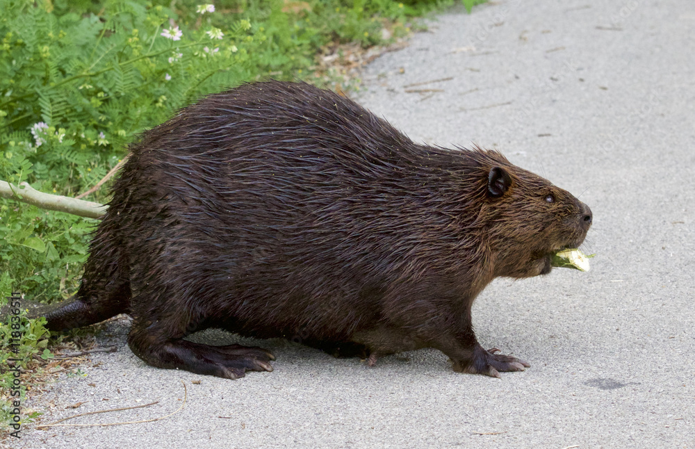 Isolated image with a Canadian beaver Isolated image with a Canadian beaver