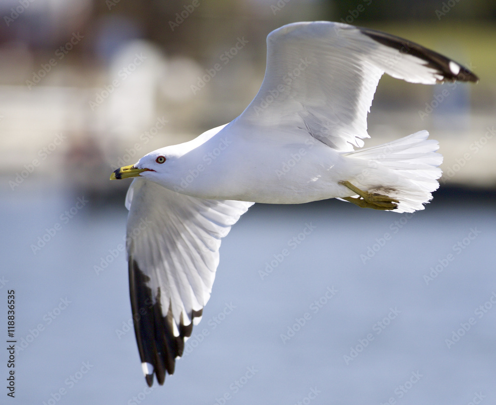 Beautiful closeup with the gull in flight