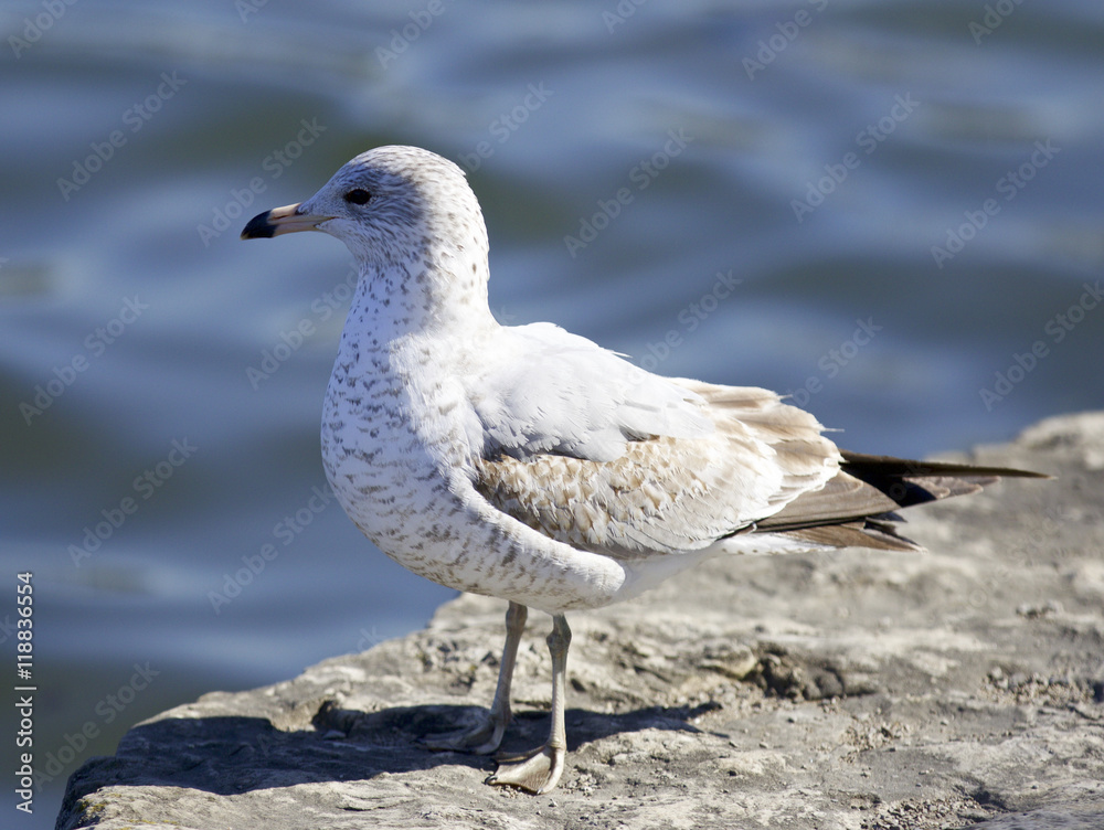 Beautiful background with a gull staying on the shore Beautiful background with a gull staying on the shore