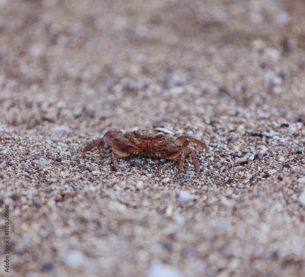 Crab on the beach, closeup view Crab on the beach, closeup view