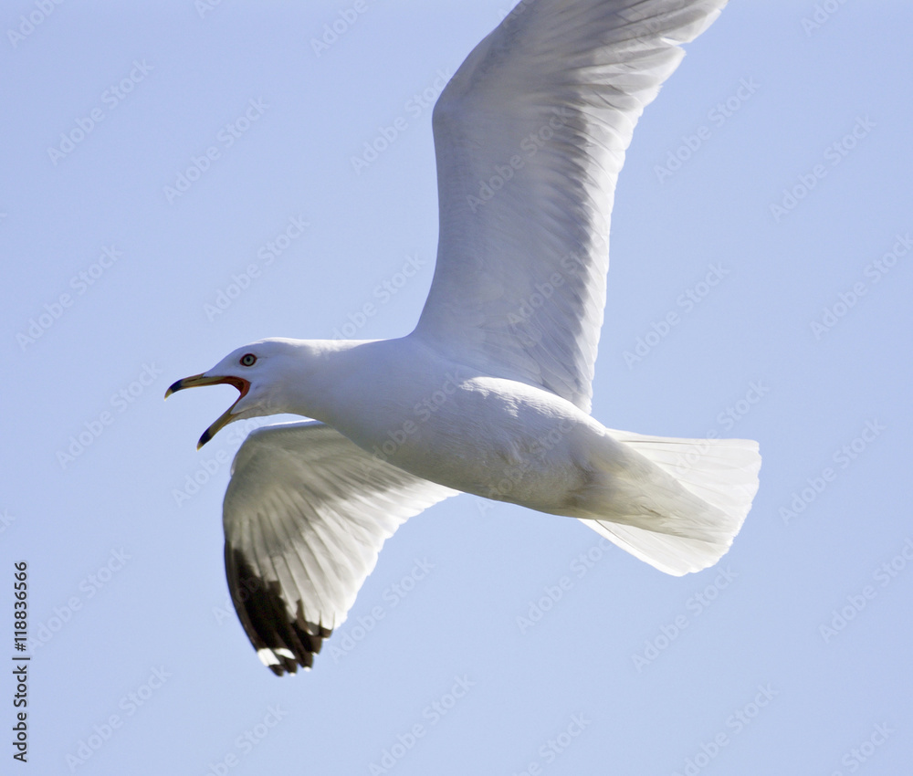 Obraz premium Image with a screaming gull in the sky