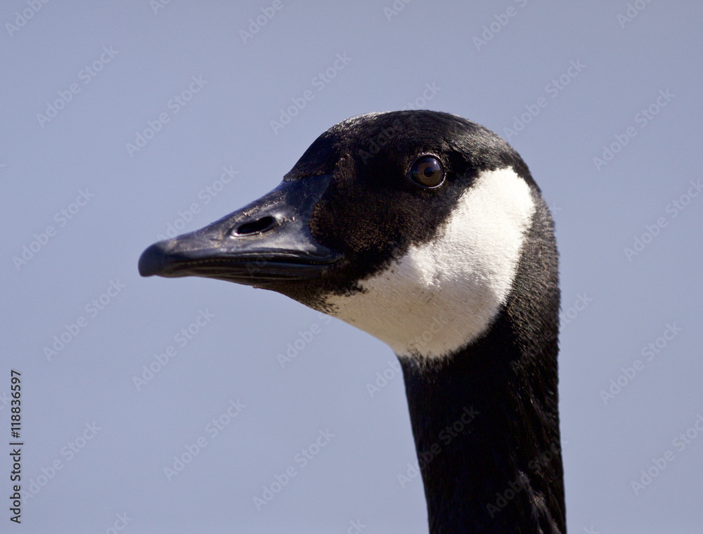 Isolated portrait of a cute Canada goose