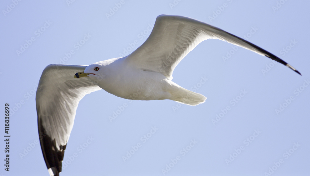 Obraz premium Beautiful isolated photo of a gull in the sky