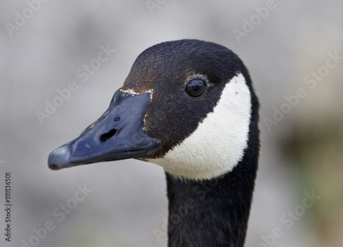 Very beautiful portrait of a Canada goose