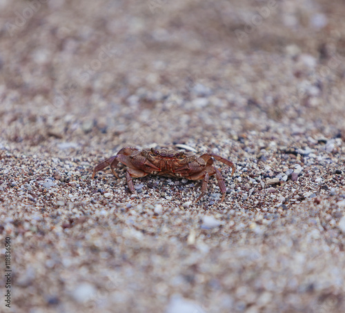 Crab on the beach, closeup view