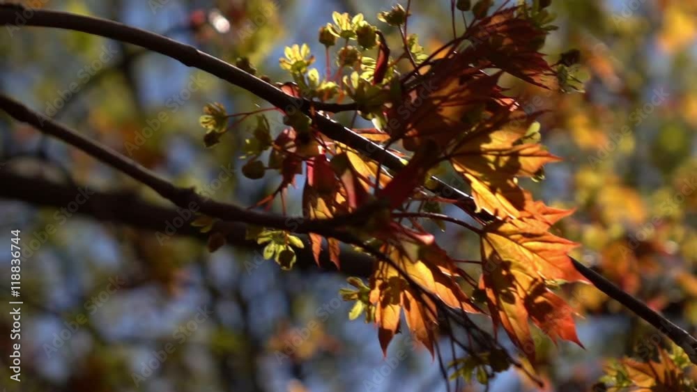 Slow and smooth motion of maple twig with fresh red leaves and green blossom close up. Amazing natural background for excellent intro in hypnotic full HD clip.
Slow and smooth motion of maple twig with fresh red leaves and green blossom close up. Amazing natural background for excellent intro in hypnotic full HD clip.