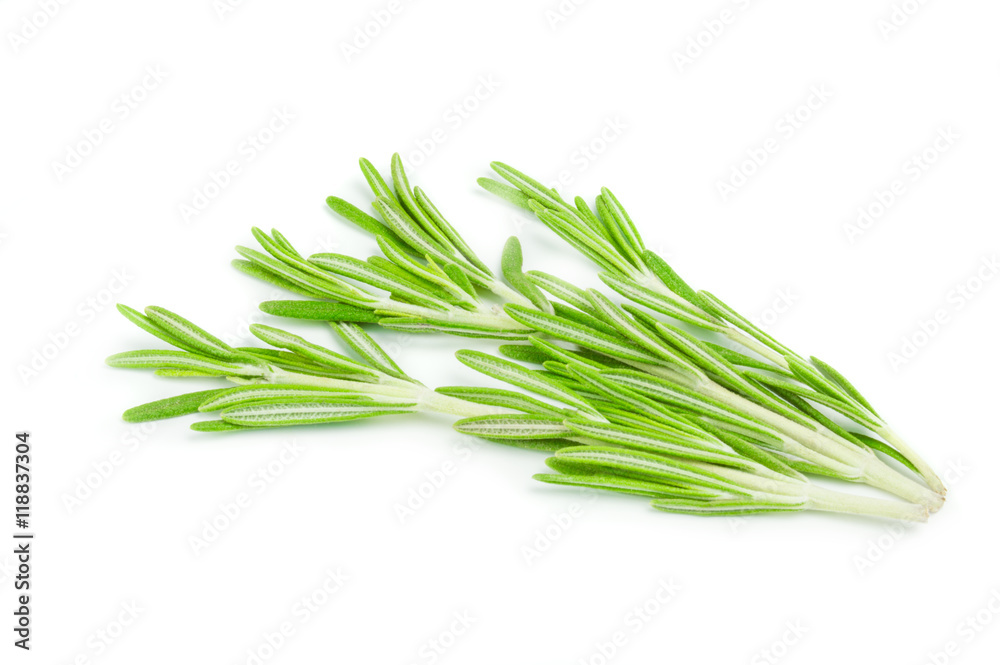 Fresh green sprig of rosemary isolated on a white background Fresh green sprig of rosemary isolated on a white background