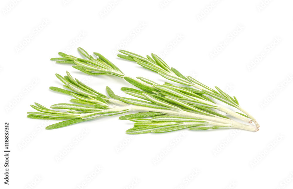 fresh rosemary isolated on white background fresh rosemary isolated on white background