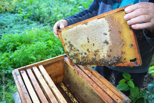 Close up on Beekeeping. Beekeeper holding frame of honeycomb from beehive with working bees. © bildlove