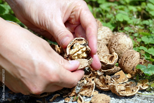 Nuts in hand with green background