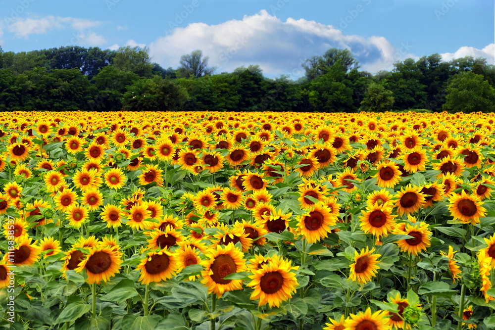 Obraz premium Field of sunflowers