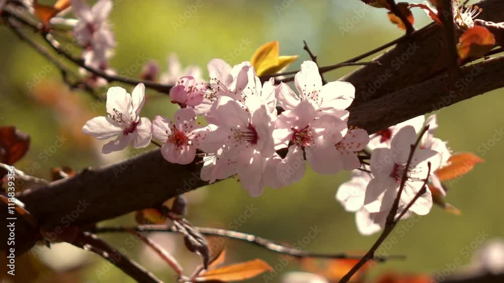 Smooth motion of sunlit blooming pink prune branch with fresh red leaves. Amazing natural background for excellent intro in hypnotic full HD clip.
Smooth motion of sunlit blooming pink prune branch with fresh red leaves. Amazing natural background for excellent intro in hypnotic full HD clip.