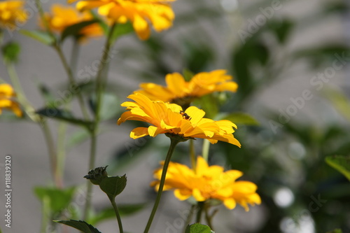 Yellow garden flowers