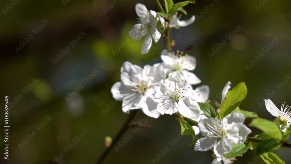 Smooth motion of blooming white prune branch. Amazing natural background for excellent intro in hypnotic full HD clip.
Smooth motion of blooming white prune branch. Amazing natural background for excellent intro in hypnotic full HD clip.