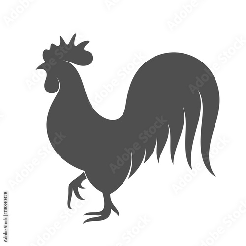 Chicken. Black bird on white background