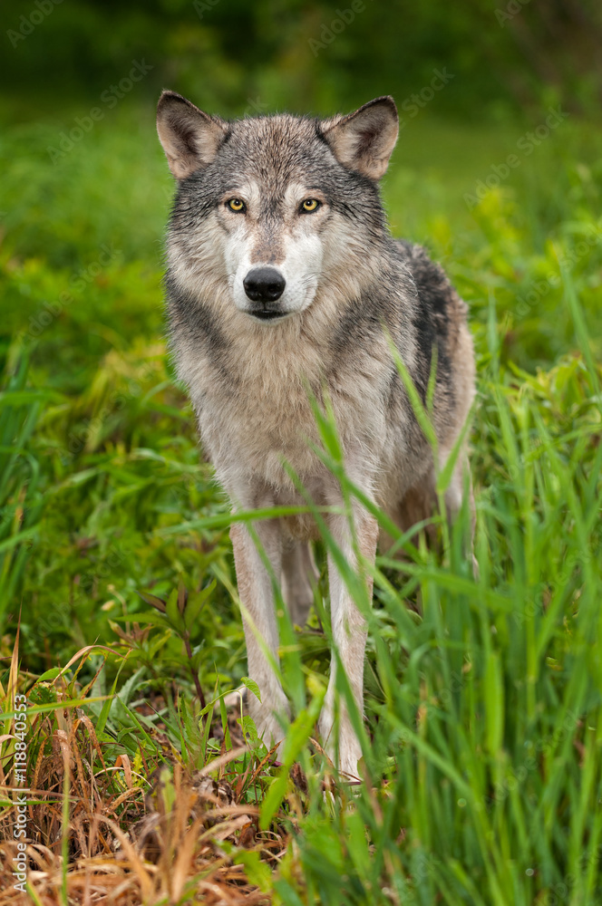 Grey Wolf (Canis lupus) Stands in Grass Looking Out