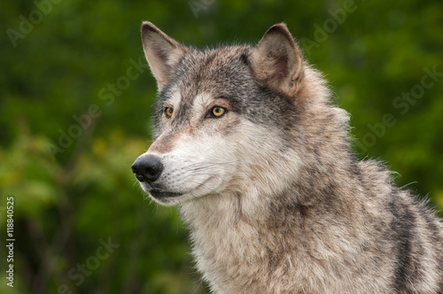 Grey Wolf  Canis lupus  Looks Out