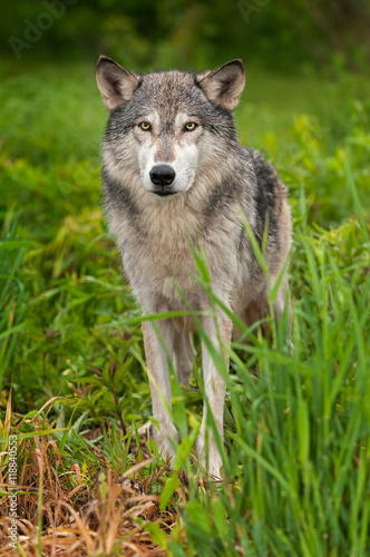 Grey Wolf  Canis lupus  Stands in Grass Looking Out