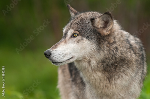 Grey Wolf  Canis lupus  Closeup Profile