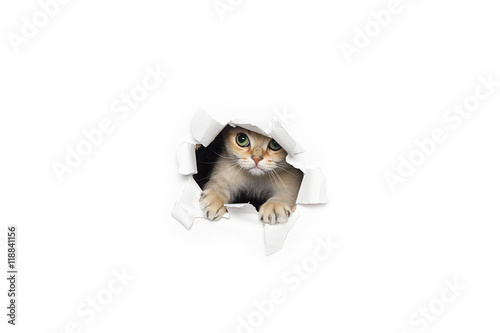 Fototapeta Naklejka Na Ścianę i Meble -  Funny cat peeking out of torn paper isolated on white background