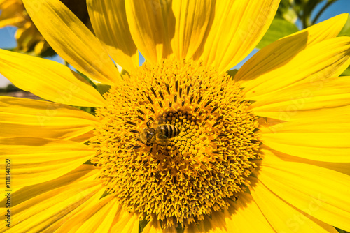 Insekten auf Sonnenblumen