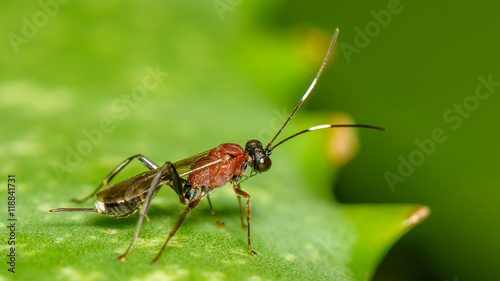 Small Parasitic Wasp