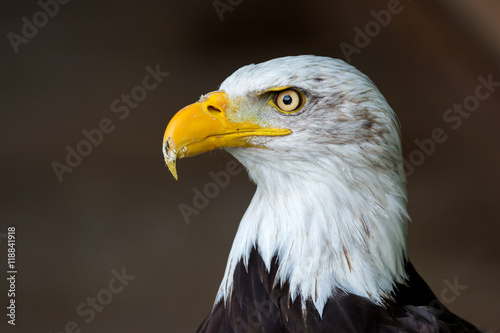 bald eagle (Haliaeetus leucocephalus)