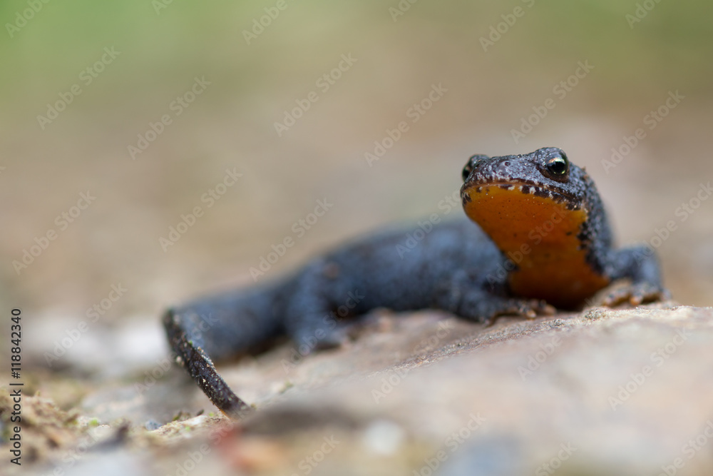 Alpine newt - Ichthyosaura (Triturus) alpestris Alpine newt - Ichthyosaura (Triturus) alpestris