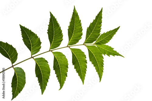 Medicinal neem leaf on white background. Azadirachta indica.