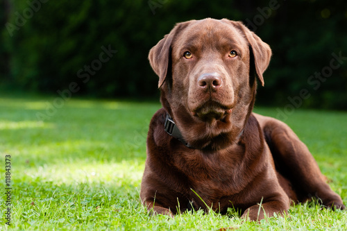 Brown dog looks at you
