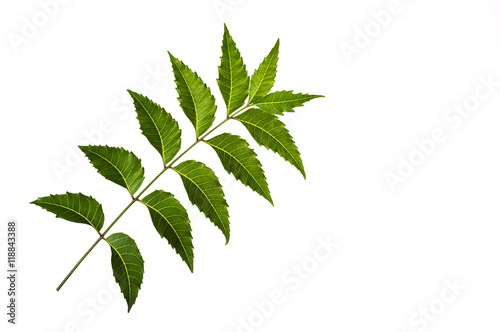 Medicinal neem leaf on white background. Azadirachta indica.