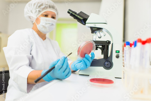 laboratory woman making a landing bacteria on the glass surface for further research