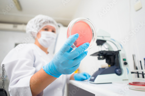 laboratory woman making a landing bacteria on the glass surface for further research