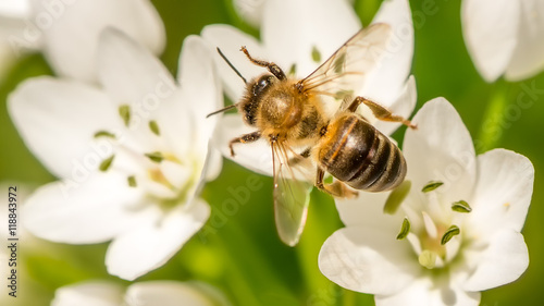 Honey Bee collecting nectar