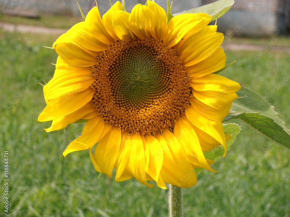 Fototapeta premium Lone blooming yellow sunflower closeup on field