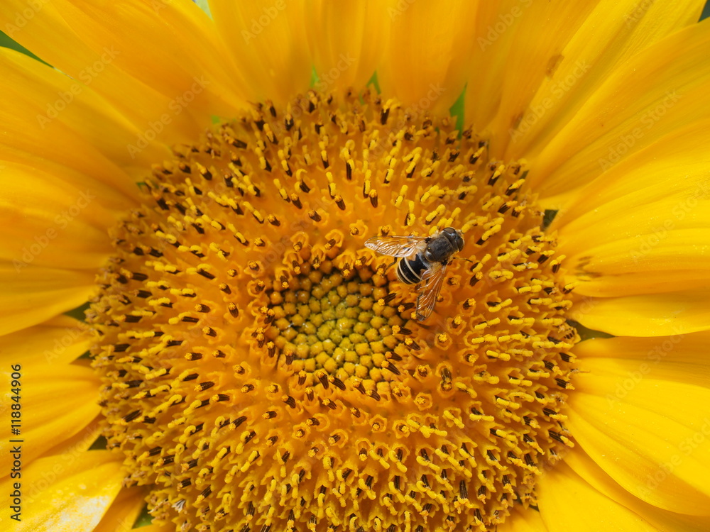 sonnenblume mit BIene sonnenblume mit BIene