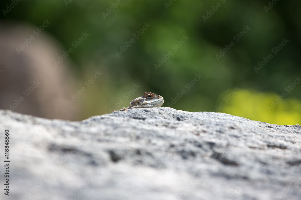 Mountain agama (Laudakia stellio) basking on a rock on the natur Mountain agama (Laudakia stellio) basking on a rock on the natur