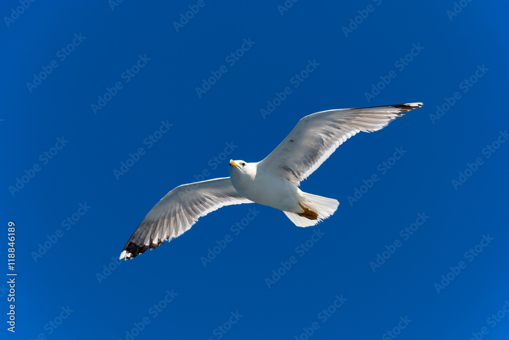 Seagull gliding under the clear blue sky
Seagull gliding under the clear blue sky