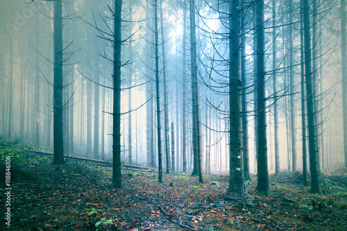 Scary foggy autumn season confier tree forest scene background.