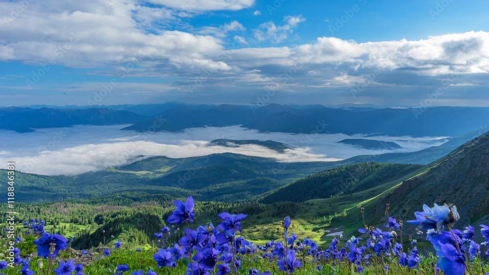 Fototapeta premium Flowers on the hillside against the backdrop of the valley