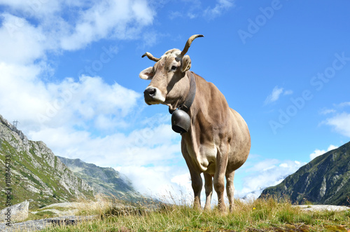 Swiss cows at Gotthard pass. Switzerland