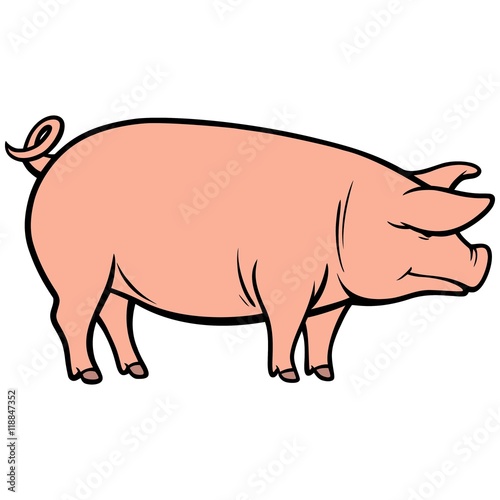 Pig Illustration