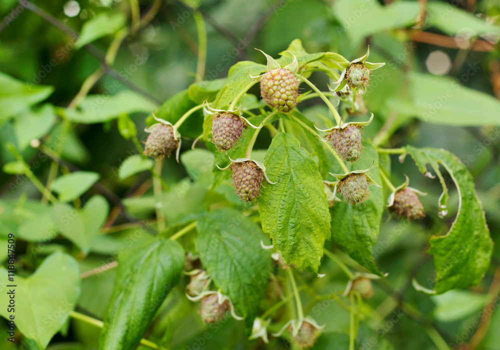Unripe raspberry hangs on a branch. Unripe raspberry hangs on a branch.