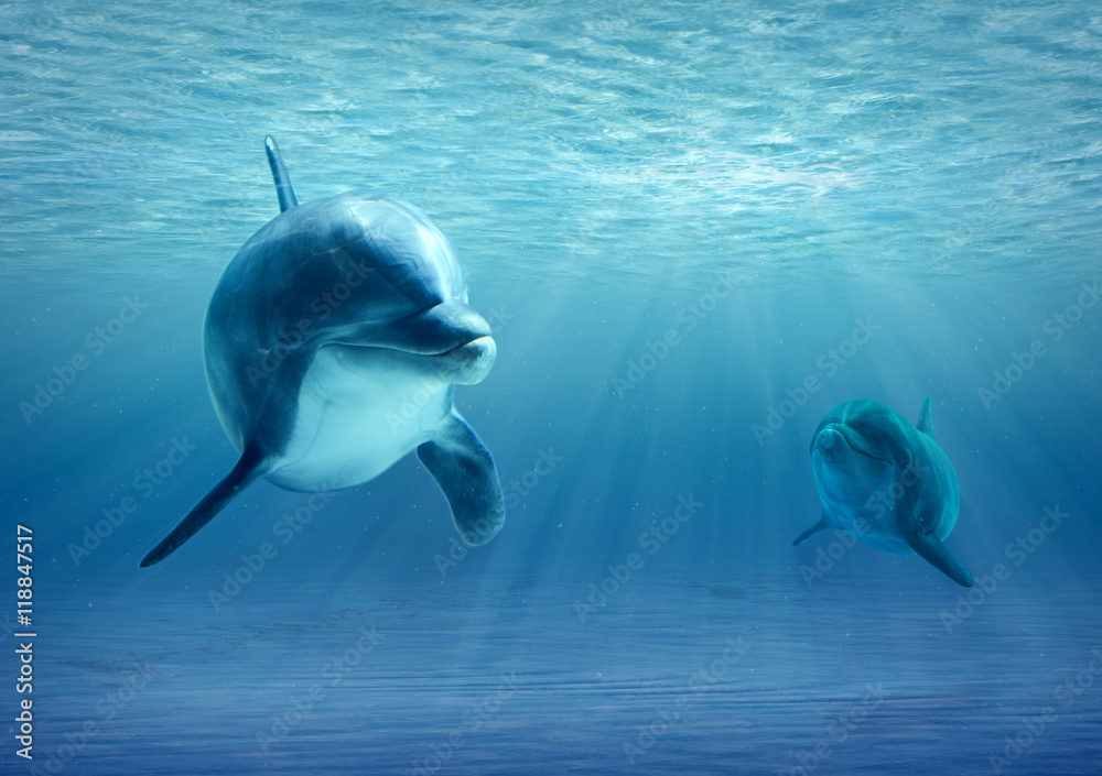 Naklejka premium Two Dolphins Under Water