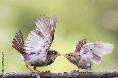 two angry birds fighting on a tree branch with its wings outstretched