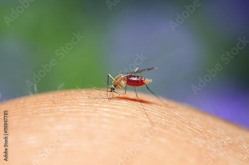a mosquito sitting on his hand and drinks the blood